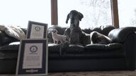 El perro más grande y el más pequeño del mundo se citan por primera vez 