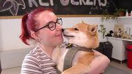 La terapia con perros ayuda a las víctimas de bullying
